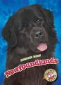 Newfoundlands - Preview