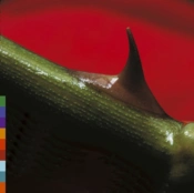 Capa do artigo Night Song - CD