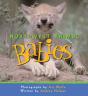 Northwest Animal Babies - Preview