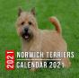 Norwich Terriers Calendar 2021 - Preview