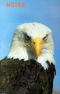 Note Book Bald Eagle - Preview
