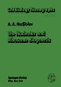 Nucleolus And Ribosome Biogenesis - Preview