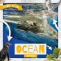 Ocean Food Webs - Preview