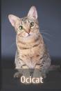Ocicat - Preview