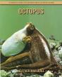 Octopus - Preview