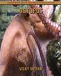Octopus - Preview