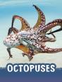 Octopuses - Preview