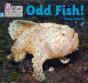 Odd Fish! - Preview