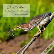 Of A Feather