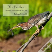 Of A Feather