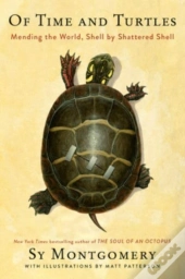 Of Time And Turtles