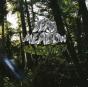 Old Growth - CD - Preview