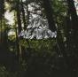 Old Growth - Vinil - Preview