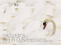 Oliver'S Birds - Preview