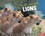 On The Hunt With Lions - Preview