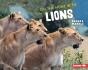 On The Hunt With Lions - Preview