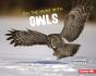 On The Hunt With Owls - Preview