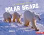 On The Hunt With Polar Bears - Preview