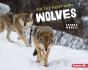 On The Hunt With Wolves - Preview
