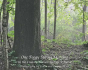 One Foggy Morning In Spring - Preview