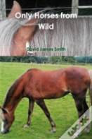 Only Horses From Wild