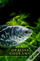 Opaline Gourami