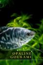 Opaline Gourami - Preview