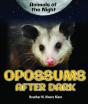 Opossums After Dark - Preview
