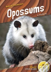 Opossums