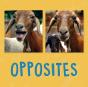 Opposites - Preview