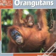 Orangutans