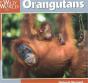 Orangutans - Preview