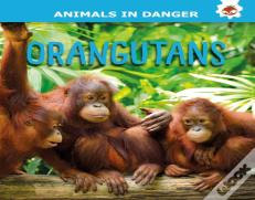 Orangutans