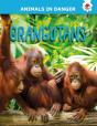 Orangutans - Preview
