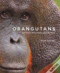 Orangutans