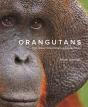 Orangutans - Preview