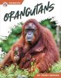 Orangutans - Preview