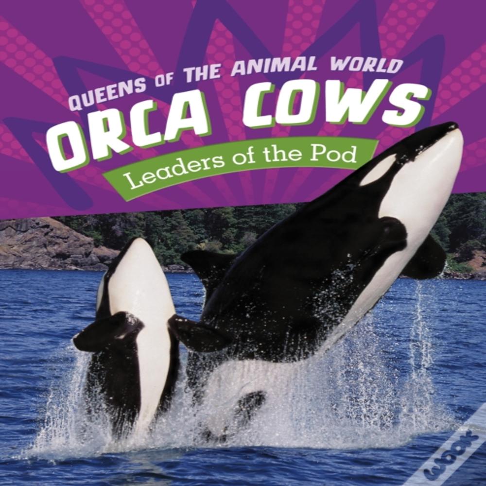 Orca Cows