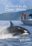 Orca In Open Water