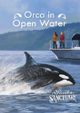 Orca In Open Water - Preview