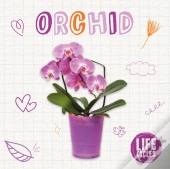 Orchid