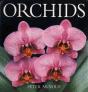 Orchids - Preview