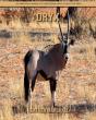 Oryx - Preview