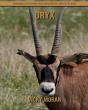 Oryx - Preview