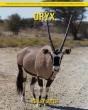 Oryx - Preview