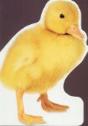 Os Patinhos - Preview