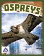 Ospreys - Preview
