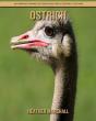 Ostrich - Preview