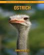Ostrich - Preview