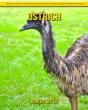 Ostrich - Preview